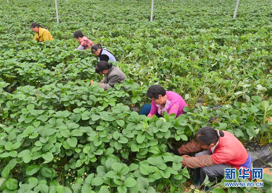 515գʡп˫ϴ岼̨ҵ԰׹԰Ϊݮݡ