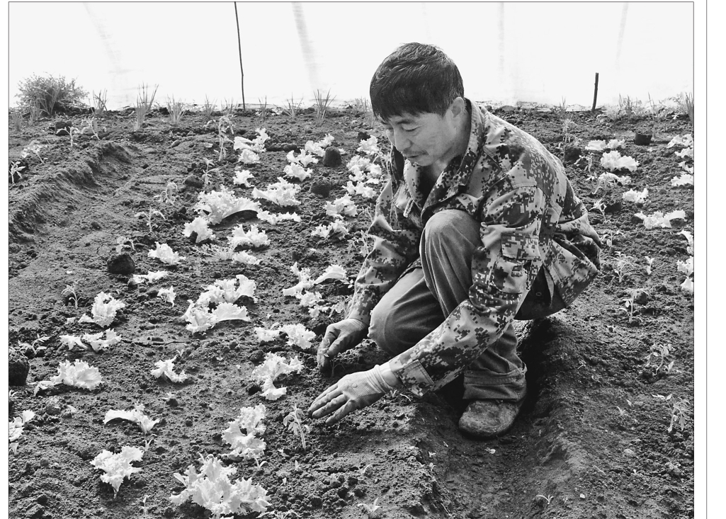 黑龙江:蔬菜大棚致富“聚宝盆”