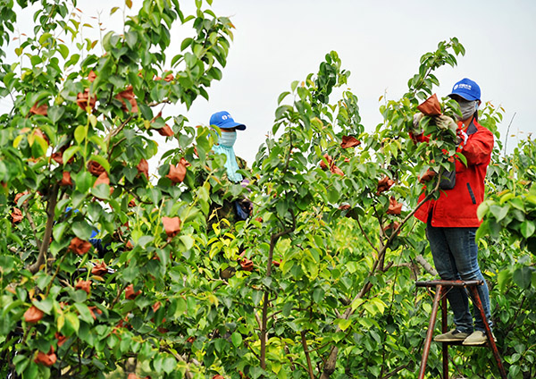 5��22�գ���ũ�ڲ�ͷ���Ƿ��Ʒ���޹�˾��԰��������