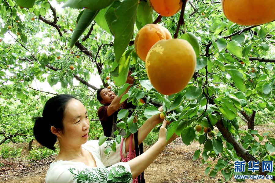 河南洛阳贡杏丰收 市民采摘享受大自然