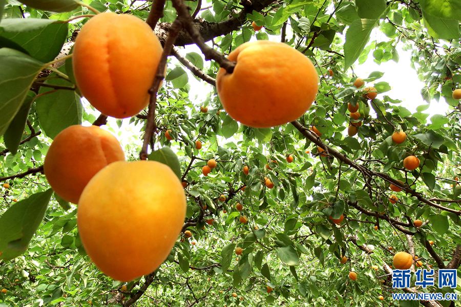 河南洛阳贡杏丰收 市民采摘享受大自然