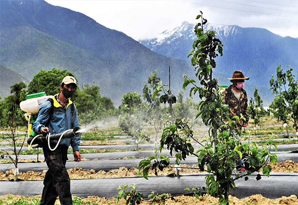 522գũְڵƻֲЧũҩ