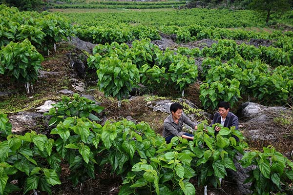 重庆黔江:岩石堆长出生态扶贫产业