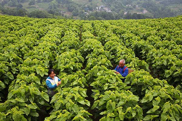 重庆黔江:岩石堆长出生态扶贫产业