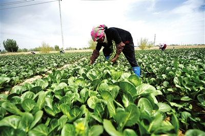 供港菜篮子里“宁夏菜”名气响亮