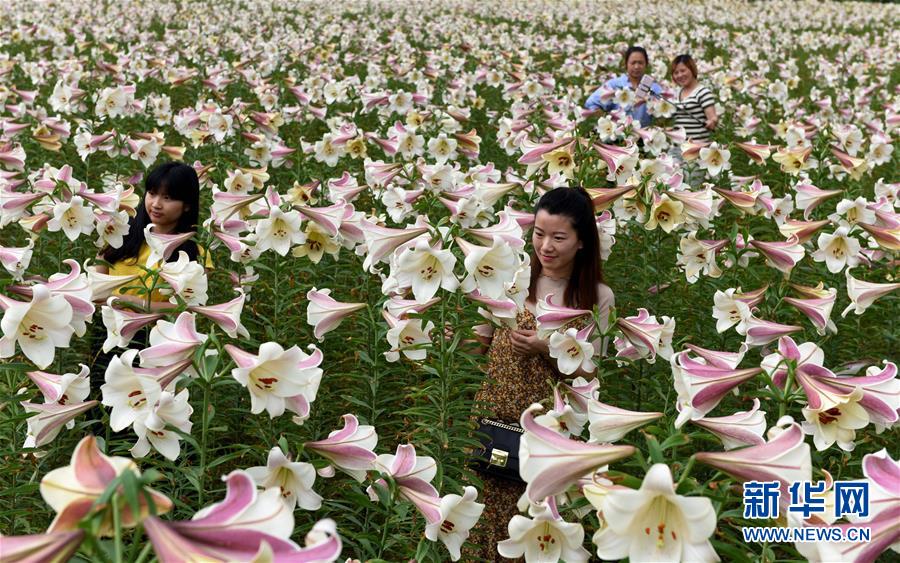 江西万载县:龙牙百合花正艳