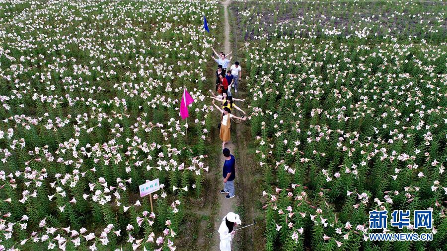 万载县高城镇南庙村百合种植农民合作社的龙牙百合园(5月24日摄)
