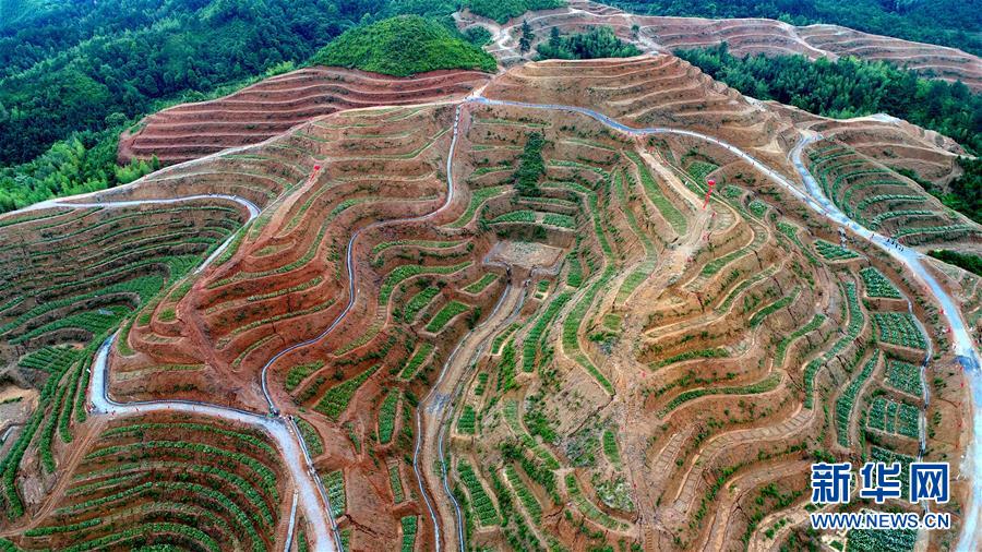 这是万载县白水乡瑞发百合园连片种植的龙牙百合(5月24日摄)