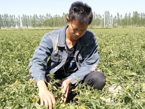 新疆兵团第二师二十一团三连千亩酱用番茄长势喜人果实饱满