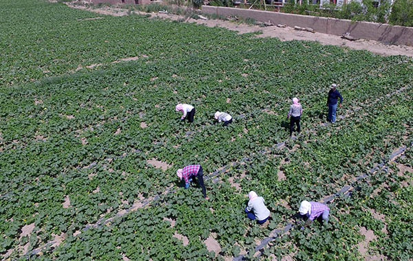 5月25日,新疆哈密伊州区南湖乡南湖村瓜农在哈密瓜园里忙碌