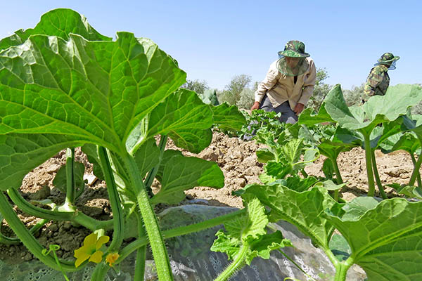 5月25日,新疆哈密伊州区南湖乡托布塔尔村技术员杨玉西(左)在哈密瓜园里忙碌