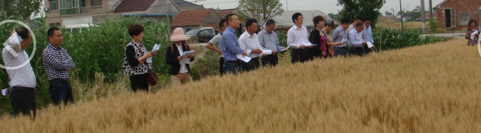 江苏如东县专家考察论证夏熟作物品种