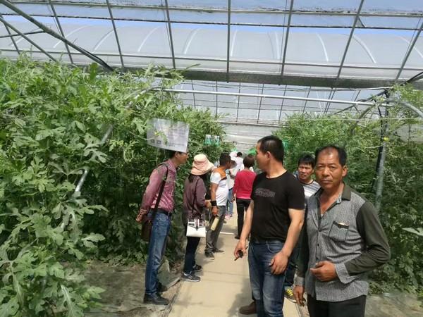 浙江德清农业局组织生产主体观摩西瓜栽培技术
