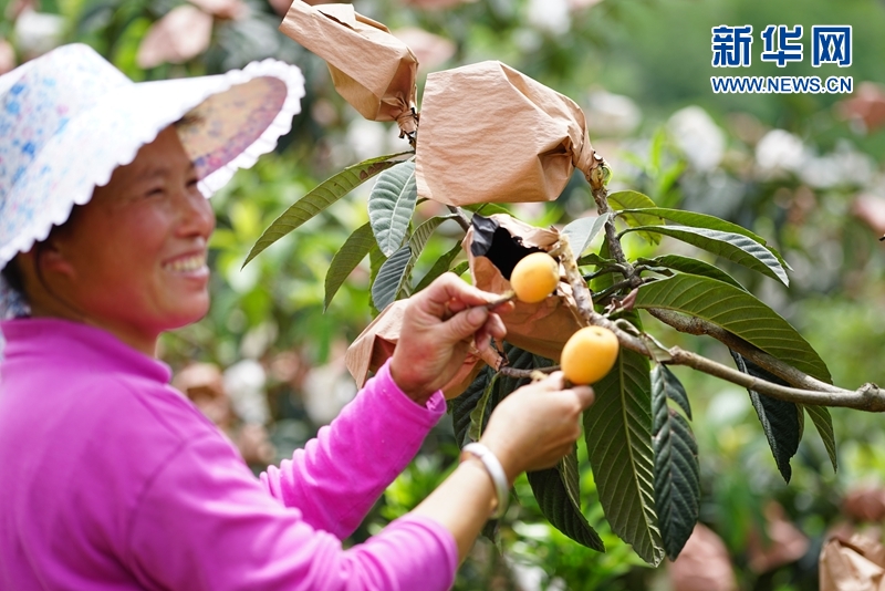 四川峨边县宜坪乡:梯级高效农业让青山变“金山”