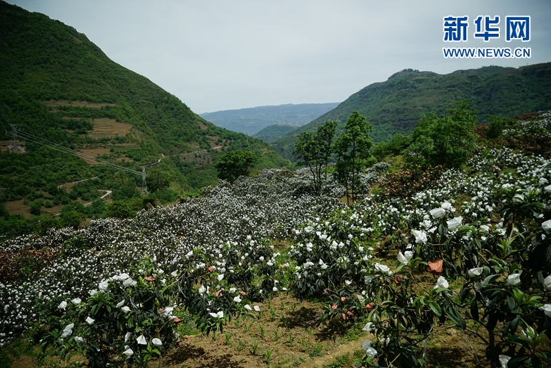 覆盖着果实的白色纸袋像一朵朵开在山间的白色花朵,景象颇为壮观