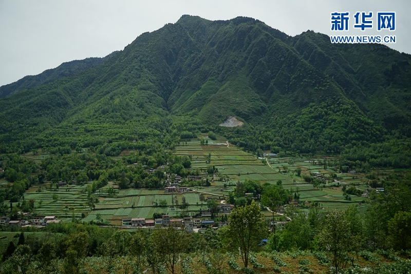 高山上生长的马铃薯味道独特,成为彝乡的特色蔬菜