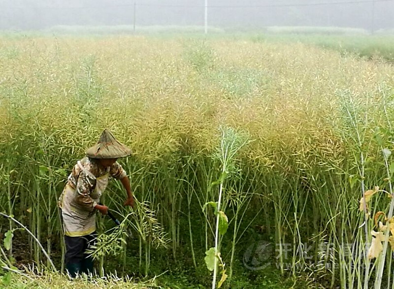 浙江开化10余万亩油菜开镰收割