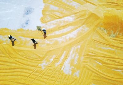 收割、晾晒、播种 河南进入“三夏”时间