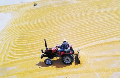 收割、晾晒、播种 河南进入“三夏”时间