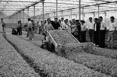 国产机械助力上海市苗叶菜产业新业态发展