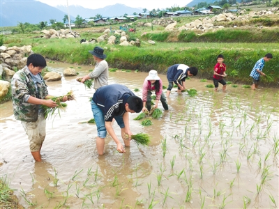 西藏察隅县:高原“水乡” 插秧忙