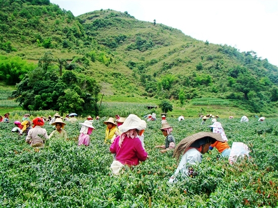 云南红河县因地制宜谋发展促增收
