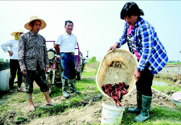 安徽庐江“稻田养虾”助农增收致富