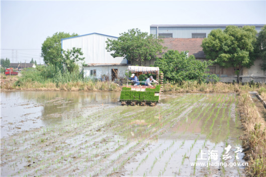上海嘉定徐行全面开启水稻插秧 16余台插秧机奔赴稻田