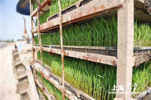 上海嘉定徐行全面开启水稻插秧 16余台插秧机奔赴稻田