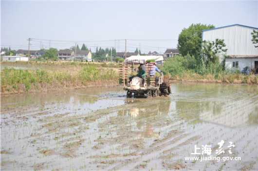 上海嘉定徐行全面开启水稻插秧 16余台插秧机奔赴稻田