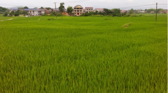 ϰؼǿ絾Ϊ߲̼ܵ춨