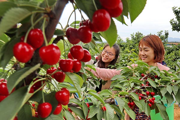河北省秦皇岛市:采摘乐