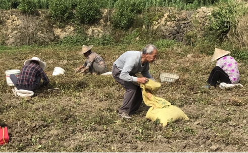浙江:我县药-稻轮作示范基地元胡正式采挖结束