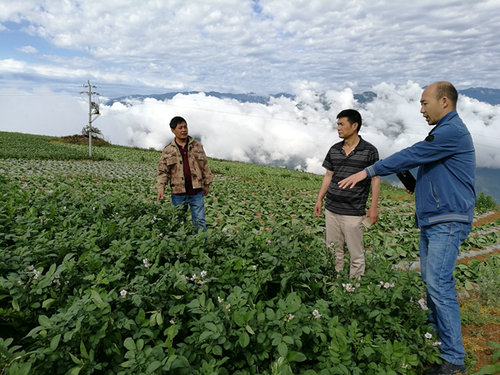 四川宁南县农牧局深入海子乡开展马铃薯生产技术指导