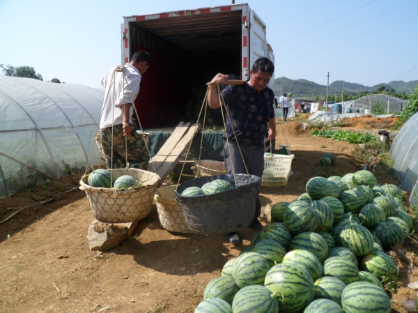 贵州黔西南义龙:马鞭田村麒麟西瓜销四方
