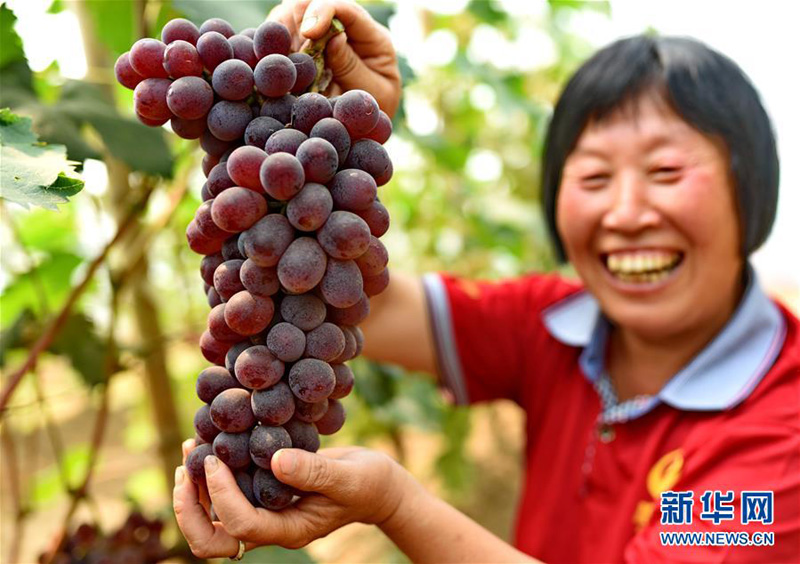 河北威县:万亩葡萄为民铺富路