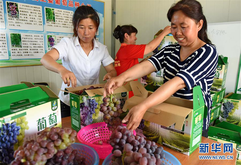 河北威县:万亩葡萄为民铺富路