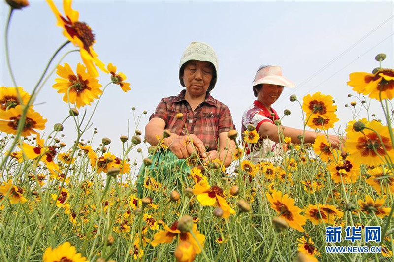 河北邯郸肥乡区:菊花铺就脱贫路