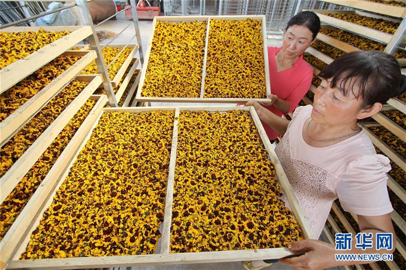 河北邯郸肥乡区:菊花铺就脱贫路