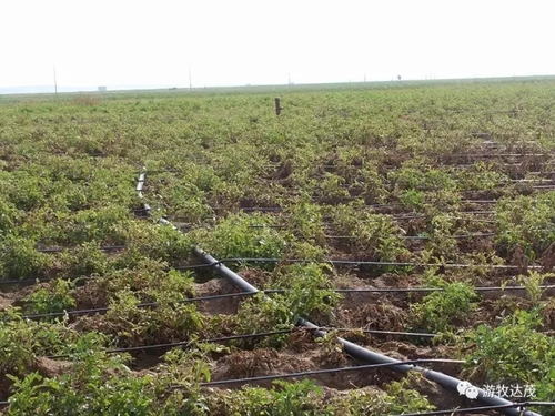 内蒙古达茂旗土地整治促进农牧民增收致富