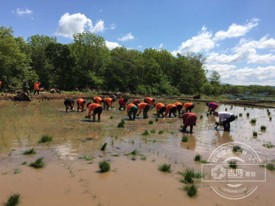 第五届吉林柳河火山岩稻米插秧节隆重举行