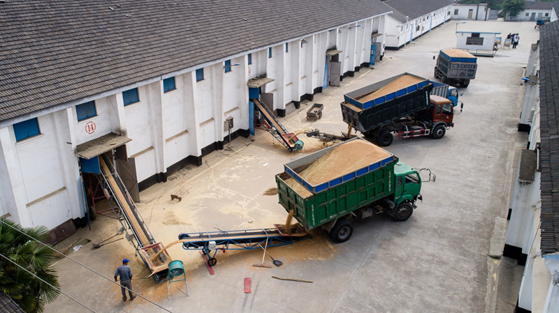 江苏:夏粮收获交粮忙