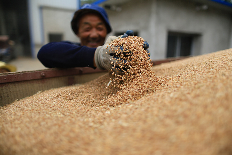 江苏:夏粮收获交粮忙
