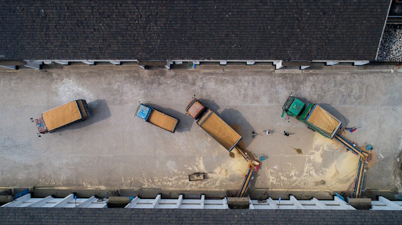 江苏:夏粮收获交粮忙