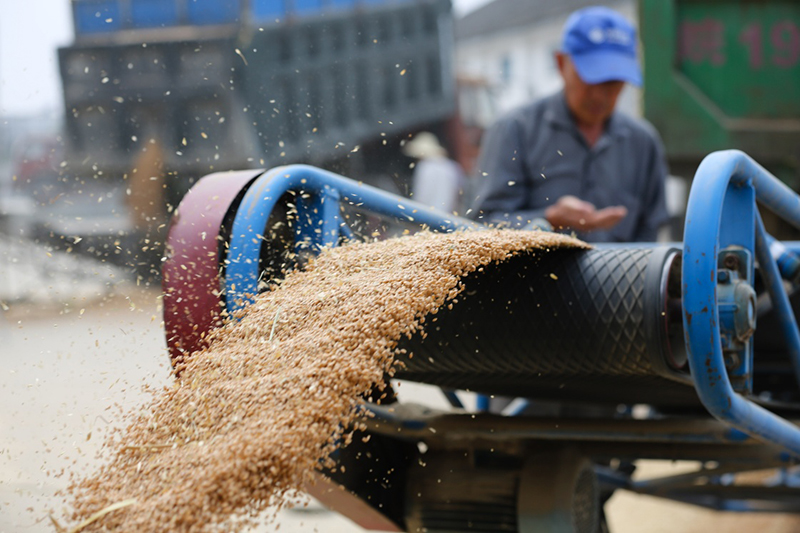 江苏:夏粮收获交粮忙