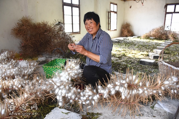 安徽岳西县春蚕生产喜获丰收