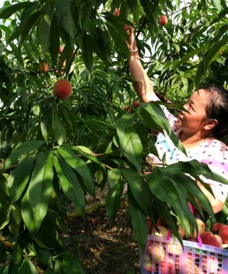 广西灵川县“海洋仙桃”喜迎大丰收