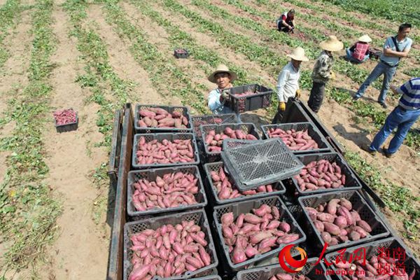 海南儋州大力推进农业产业基地建设 带动农民发展致富