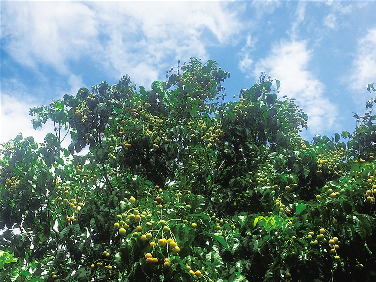 海南儋州千亩“野生”黄皮快熟了