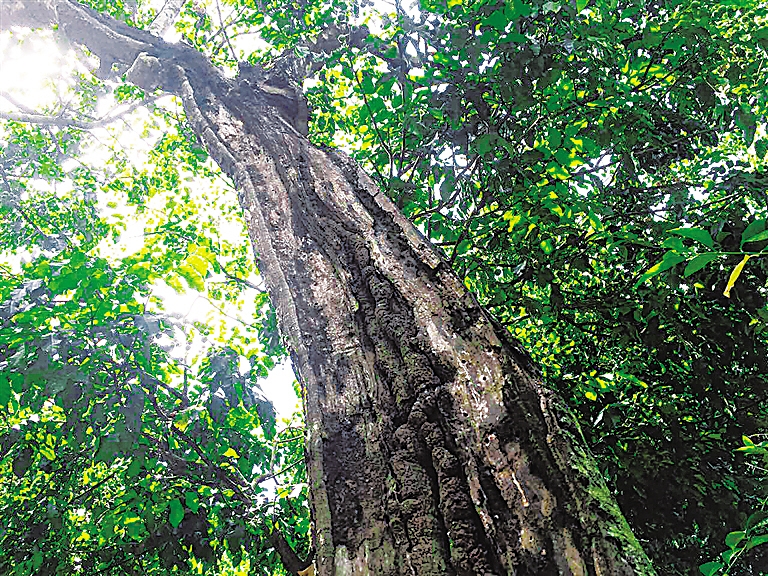 海南儋州千亩“野生”黄皮快熟了